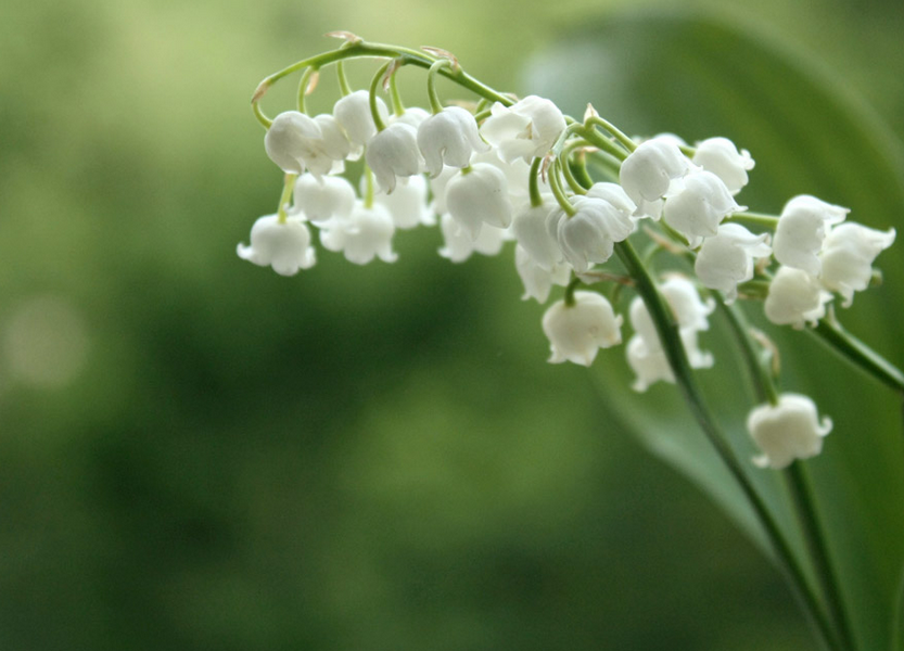 muguet